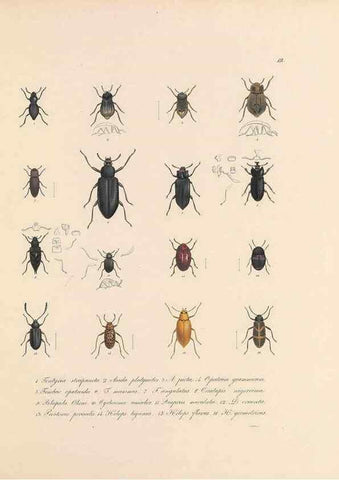 Reproducción/Reproduction 49430828258: Delectus animalium articulatorum :. Monachii :Impensis Editoris,1830-1834.. 