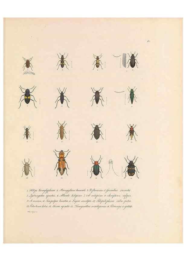 Reproducción/Reproduction 49431303541: Delectus animalium articulatorum :. Monachii :Impensis Editoris,1830-1834.. 