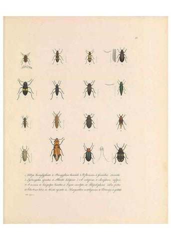 Reproducción/Reproduction 49431303541: Delectus animalium articulatorum :. Monachii :Impensis Editoris,1830-1834.. 