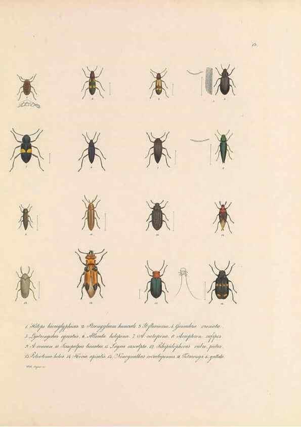 Reproducción/Reproduction 49431303541: Delectus animalium articulatorum :. Monachii :Impensis Editoris,1830-1834.. 