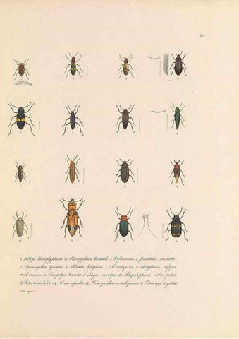 Reproducción/Reproduction 49431303541: Delectus animalium articulatorum :. Monachii :Impensis Editoris,1830-1834.. 