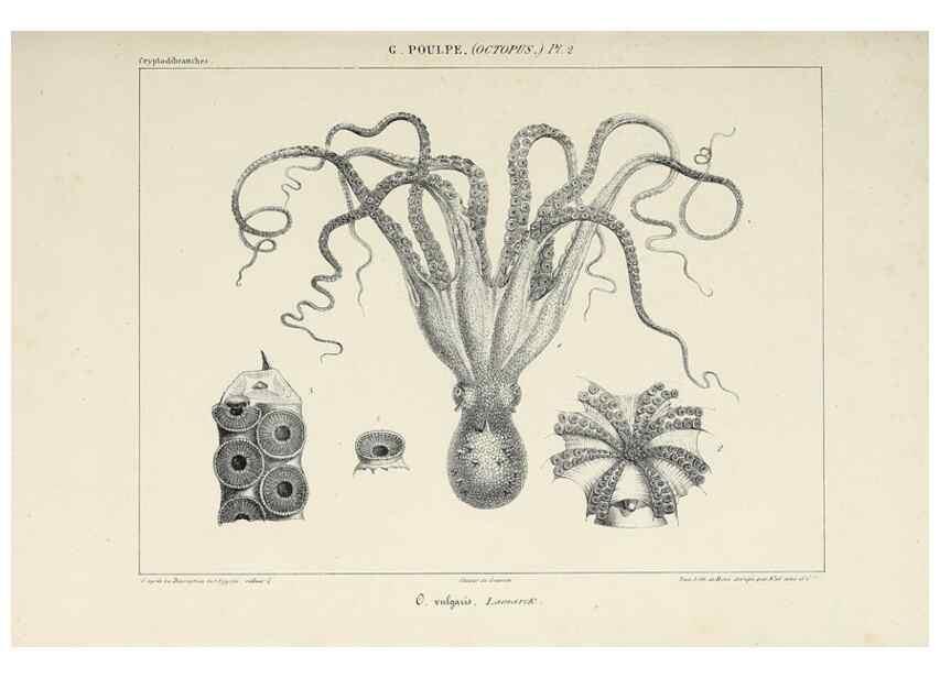 Reproducción/Reproduction 49434429543: Histoire naturelle, générale et particulière des céphalopodes acétabuifères viants, et fossiles :. Paris :Impr. de A. Lacour,1835-1848.. 