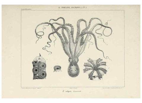 Reproducción/Reproduction 49434429543: Histoire naturelle, générale et particulière des céphalopodes acétabuifères viants, et fossiles :. Paris :Impr. de A. Lacour,1835-1848.. 