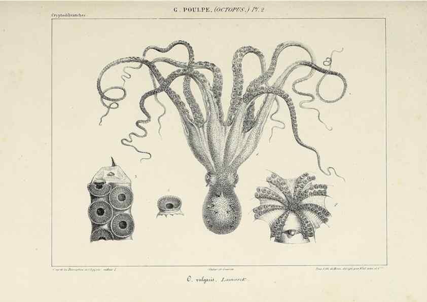 Reproducción/Reproduction 49434429543: Histoire naturelle, générale et particulière des céphalopodes acétabuifères viants, et fossiles :. Paris :Impr. de A. Lacour,1835-1848.. 