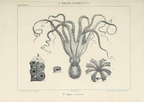 Reproducción/Reproduction 49434429543: Histoire naturelle, générale et particulière des céphalopodes acétabuifères viants, et fossiles :. Paris :Impr. de A. Lacour,1835-1848.. 