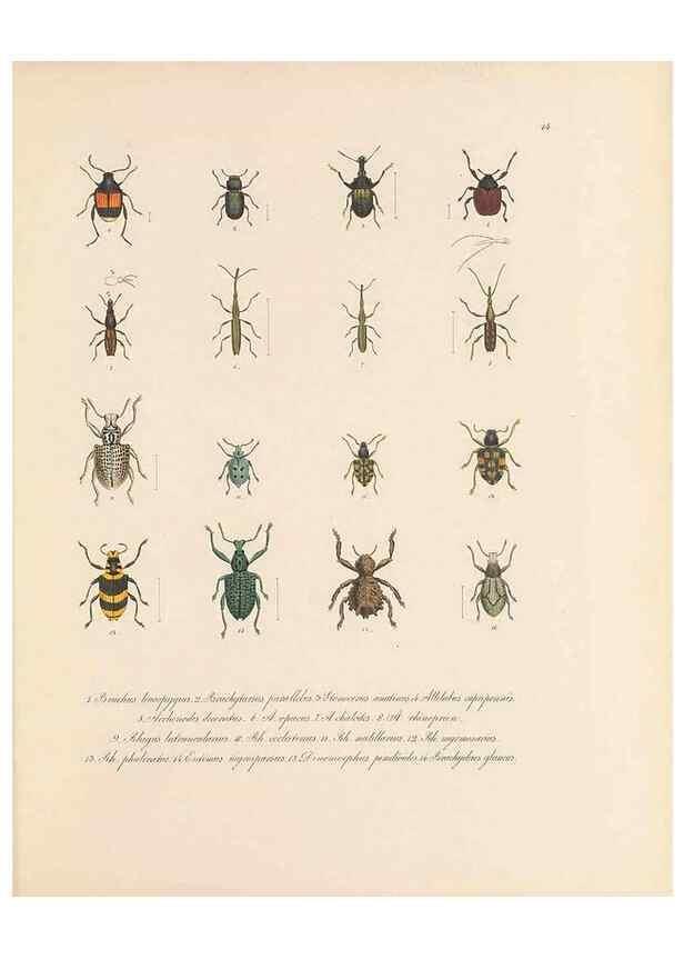 Reproducción/Reproduction 49431303761: Delectus animalium articulatorum :. Monachii :Impensis Editoris,1830-1834.. 