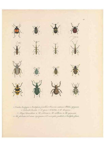 Reproducción/Reproduction 49431303761: Delectus animalium articulatorum :. Monachii :Impensis Editoris,1830-1834.. 