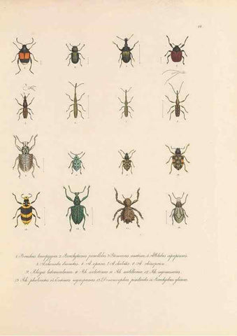 Reproducción/Reproduction 49431303761: Delectus animalium articulatorum :. Monachii :Impensis Editoris,1830-1834.. 