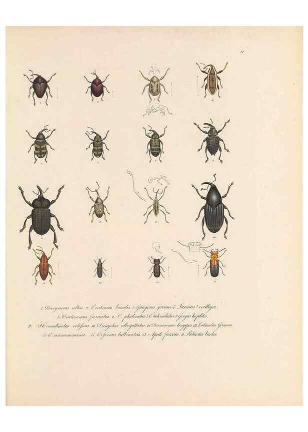 Reproducción/Reproduction 49431304226: Delectus animalium articulatorum :. Monachii :Impensis Editoris,1830-1834.. 