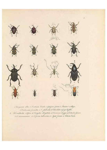 Reproducción/Reproduction 49431304226: Delectus animalium articulatorum :. Monachii :Impensis Editoris,1830-1834.. 
