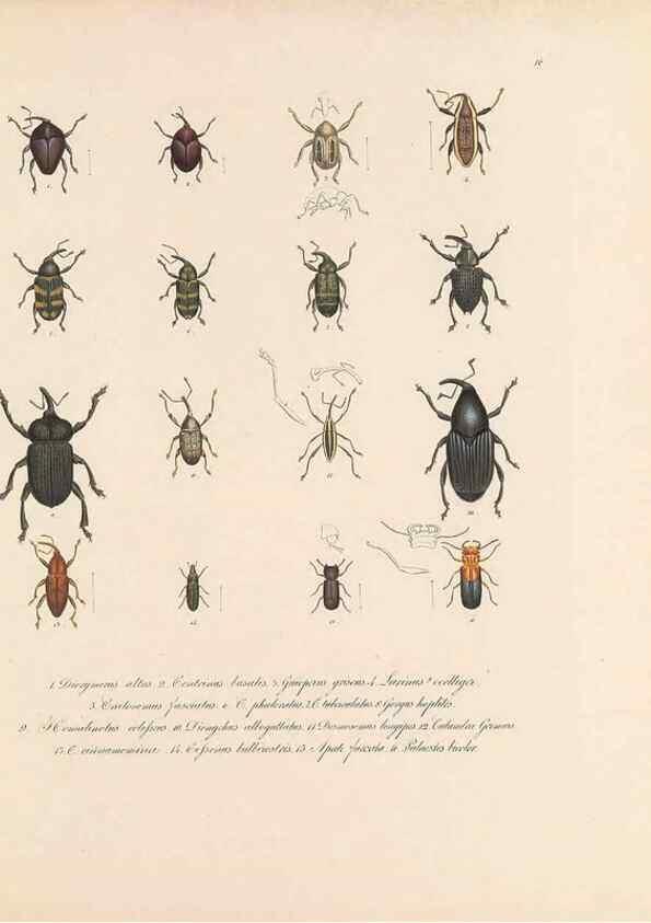 Reproducción/Reproduction 49431304226: Delectus animalium articulatorum :. Monachii :Impensis Editoris,1830-1834.. 