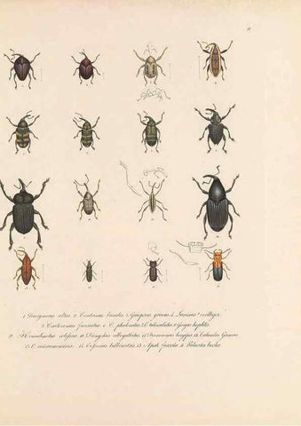 Reproducción/Reproduction 49431304226: Delectus animalium articulatorum :. Monachii :Impensis Editoris,1830-1834.. 