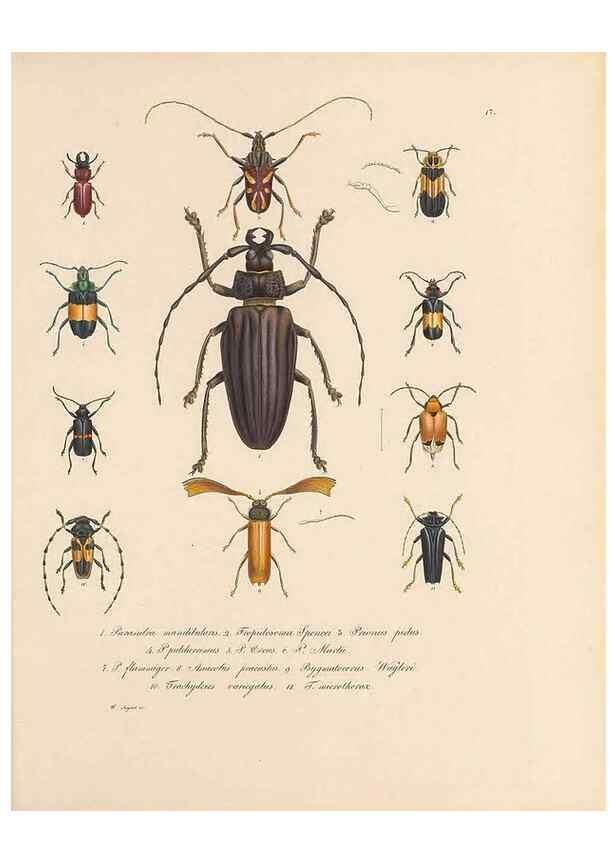 Reproducción/Reproduction 49431304481: Delectus animalium articulatorum :. Monachii :Impensis Editoris,1830-1834.. 