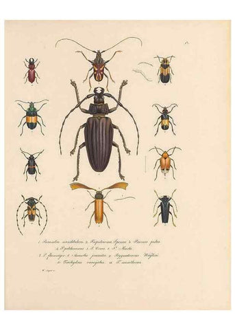 Reproducción/Reproduction 49431304481: Delectus animalium articulatorum :. Monachii :Impensis Editoris,1830-1834.. 
