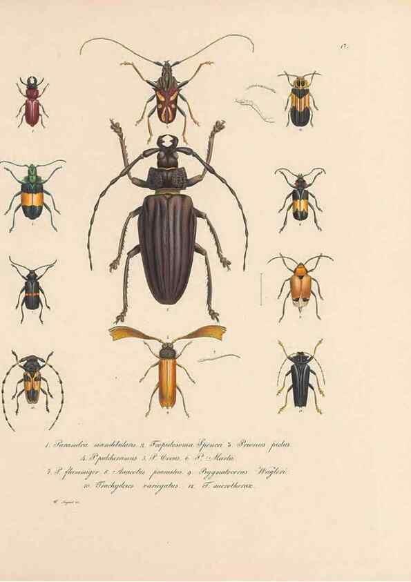 Reproducción/Reproduction 49431304481: Delectus animalium articulatorum :. Monachii :Impensis Editoris,1830-1834.. 
