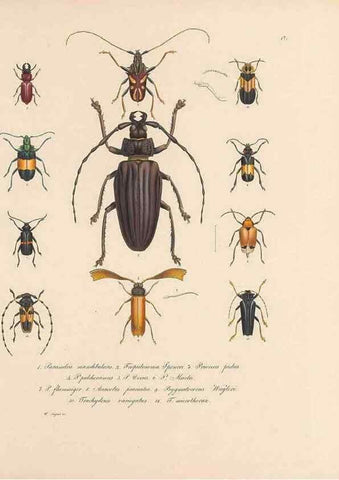Reproducción/Reproduction 49431304481: Delectus animalium articulatorum :. Monachii :Impensis Editoris,1830-1834.. 