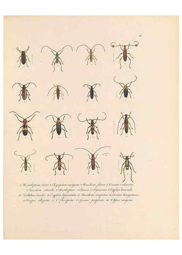 Reproducción/Reproduction 49431528557: Delectus animalium articulatorum :. Monachii :Impensis Editoris,1830-1834.. 