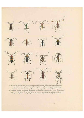 Reproducción/Reproduction 49431528557: Delectus animalium articulatorum :. Monachii :Impensis Editoris,1830-1834.. 