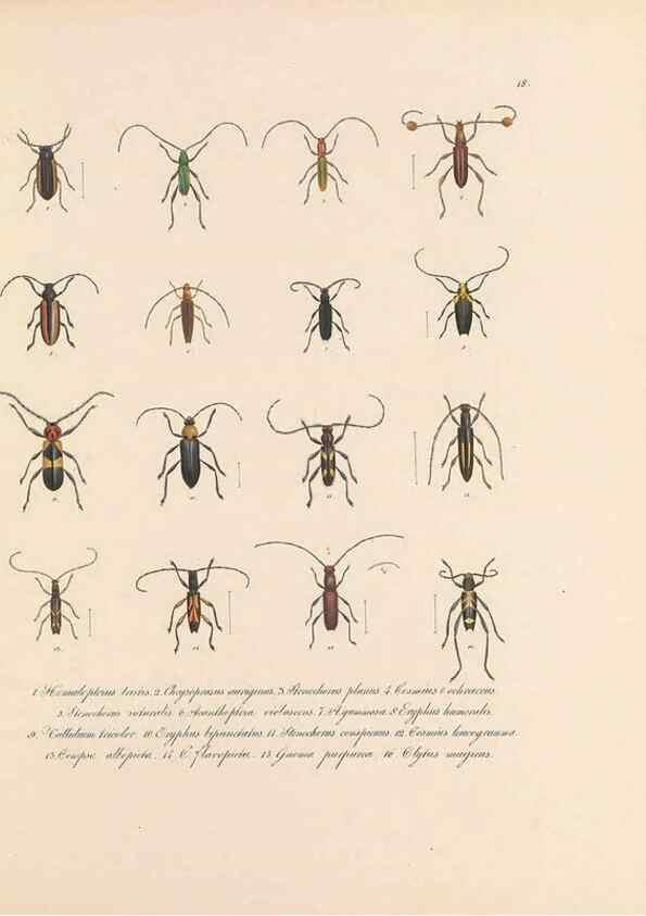 Reproducción/Reproduction 49431528557: Delectus animalium articulatorum :. Monachii :Impensis Editoris,1830-1834.. 