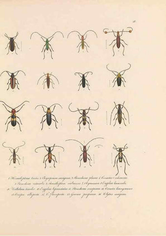 Reproducción/Reproduction 49431528557: Delectus animalium articulatorum :. Monachii :Impensis Editoris,1830-1834.. 