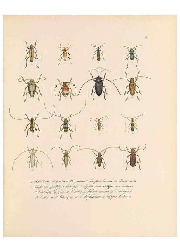 Reproducción/Reproduction 49430830008: Delectus animalium articulatorum :. Monachii :Impensis Editoris,1830-1834.. 