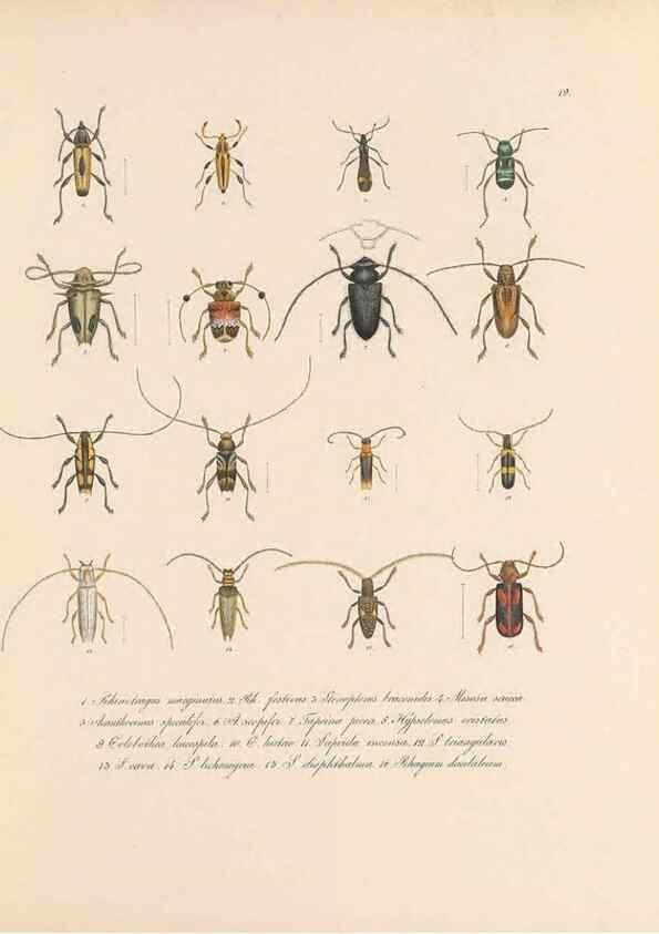 Reproducción/Reproduction 49430830008: Delectus animalium articulatorum :. Monachii :Impensis Editoris,1830-1834.. 
