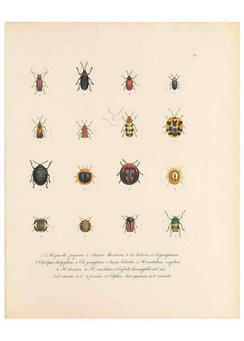 Reproducción/Reproduction 49430830248: Delectus animalium articulatorum :. Monachii :Impensis Editoris,1830-1834.. 
