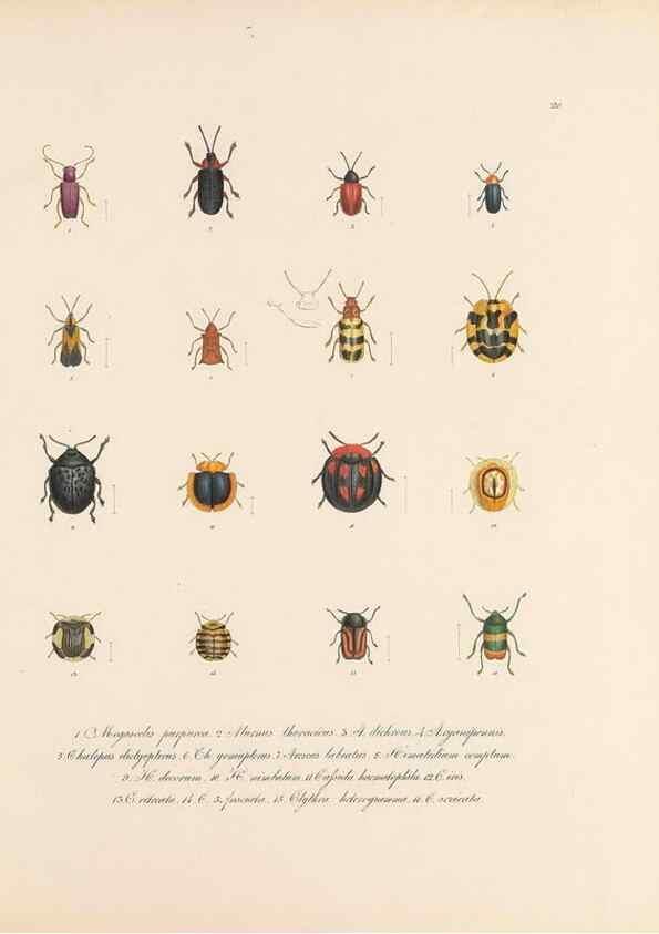 Reproducción/Reproduction 49430830248: Delectus animalium articulatorum :. Monachii :Impensis Editoris,1830-1834.. 