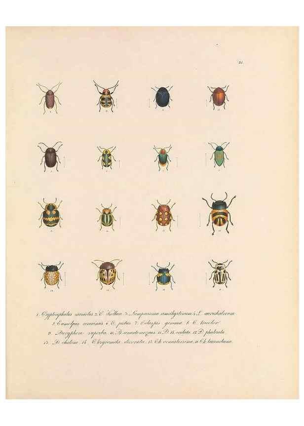 Reproducción/Reproduction 49430830543: Delectus animalium articulatorum :. Monachii :Impensis Editoris,1830-1834.. 