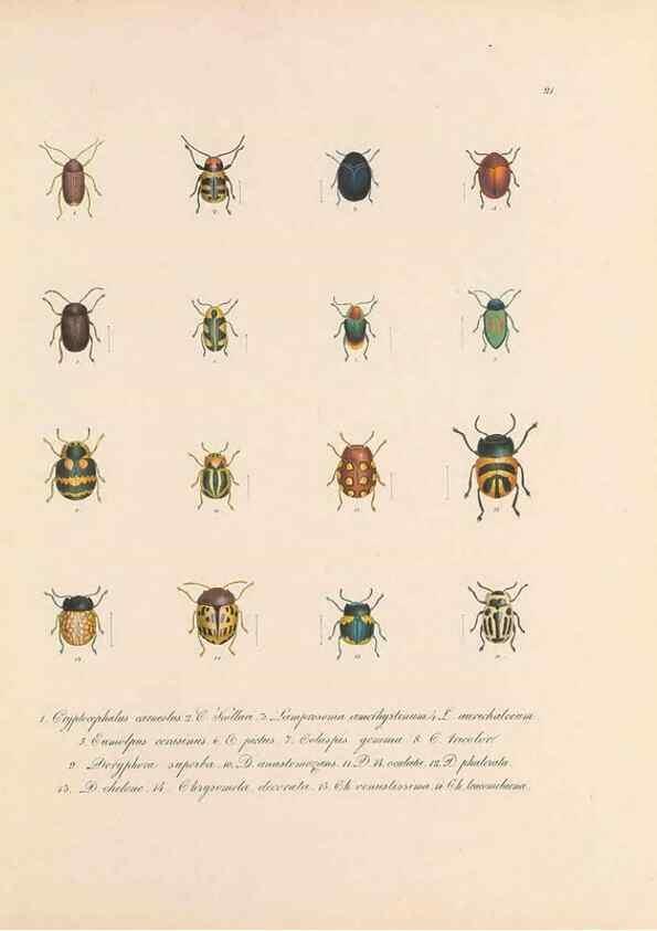 Reproducción/Reproduction 49430830543: Delectus animalium articulatorum :. Monachii :Impensis Editoris,1830-1834.. 