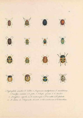Reproducción/Reproduction 49430830543: Delectus animalium articulatorum :. Monachii :Impensis Editoris,1830-1834.. 