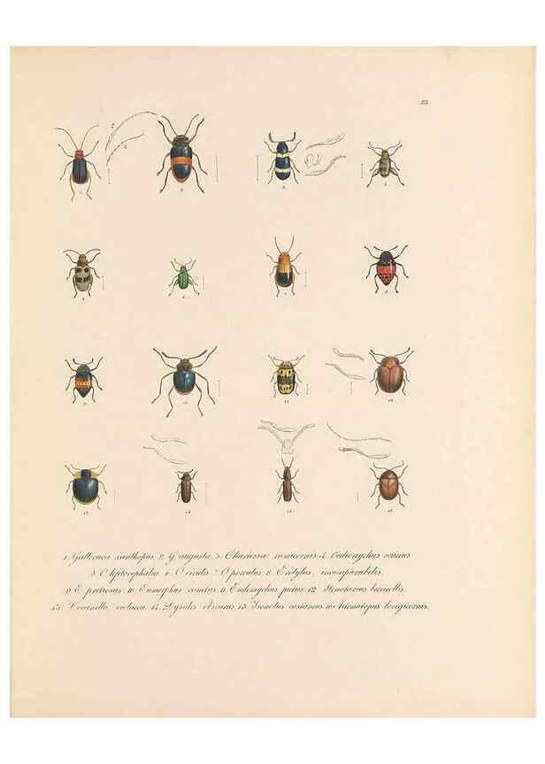 Reproducción/Reproduction 49431529587: Delectus animalium articulatorum :. Monachii :Impensis Editoris,1830-1834.. 