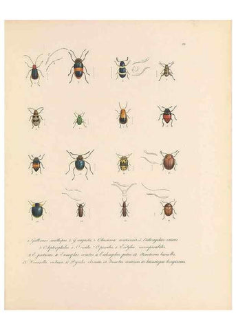 Reproducción/Reproduction 49431529587: Delectus animalium articulatorum :. Monachii :Impensis Editoris,1830-1834.. 