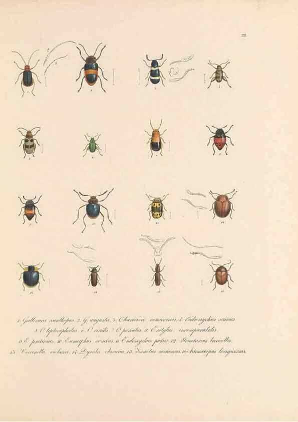 Reproducción/Reproduction 49431529587: Delectus animalium articulatorum :. Monachii :Impensis Editoris,1830-1834.. 