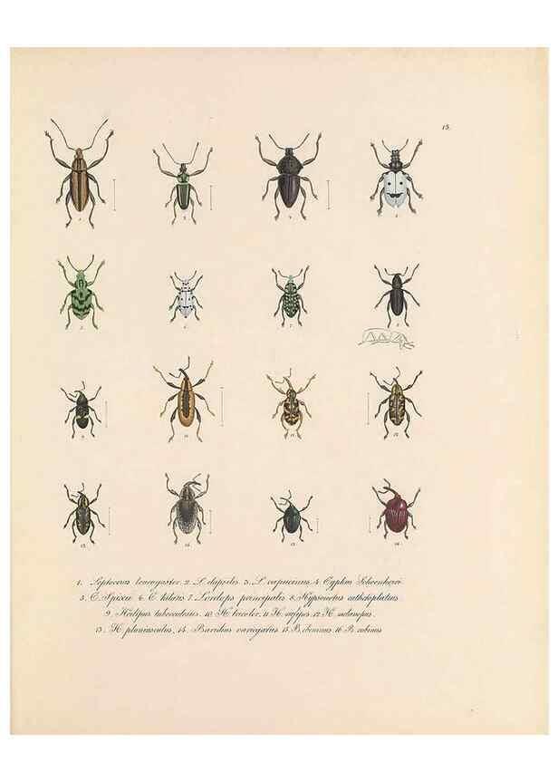 Reproducción/Reproduction 49430829048: Delectus animalium articulatorum :. Monachii :Impensis Editoris,1830-1834.. 