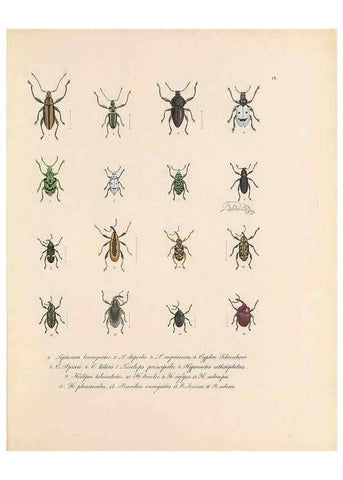 Reproducción/Reproduction 49430829048: Delectus animalium articulatorum :. Monachii :Impensis Editoris,1830-1834.. 