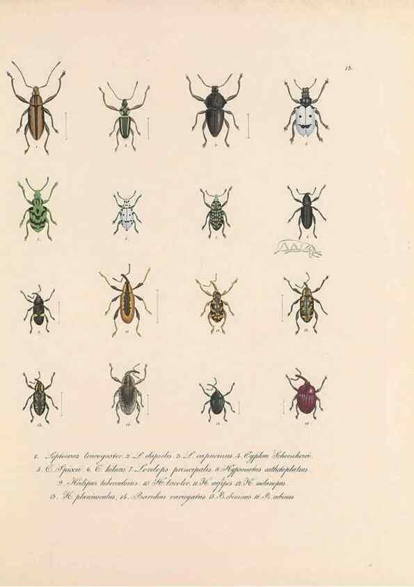 Reproducción/Reproduction 49430829048: Delectus animalium articulatorum :. Monachii :Impensis Editoris,1830-1834.. 