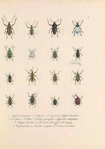 Reproducción/Reproduction 49430829048: Delectus animalium articulatorum :. Monachii :Impensis Editoris,1830-1834.. 