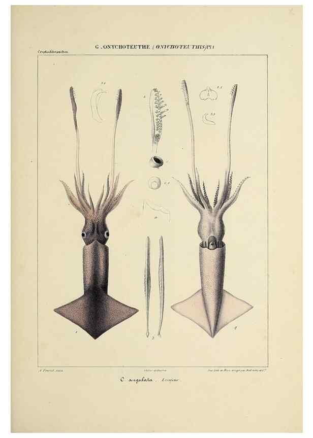 Reproducción/Reproduction 49434945676: Histoire naturelle, générale et particulière des céphalopodes acétabuifères viants, et fossiles :. Paris :Impr. de A. Lacour,1835-1848.. 