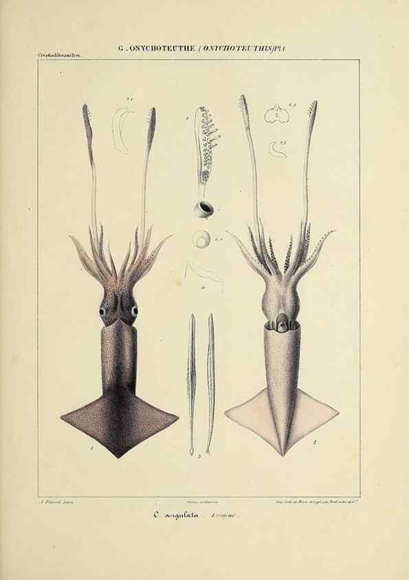 Reproducción/Reproduction 49434945676: Histoire naturelle, générale et particulière des céphalopodes acétabuifères viants, et fossiles :. Paris :Impr. de A. Lacour,1835-1848.. 
