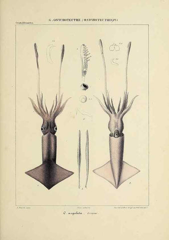 Reproducción/Reproduction 49434945676: Histoire naturelle, générale et particulière des céphalopodes acétabuifères viants, et fossiles :. Paris :Impr. de A. Lacour,1835-1848.. 
