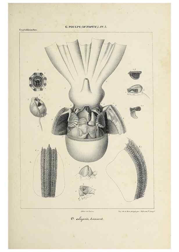 Reproducción/Reproduction 49434429888: Histoire naturelle, générale et particulière des céphalopodes acétabuifères viants, et fossiles :. Paris :Impr. de A. Lacour,1835-1848.. 