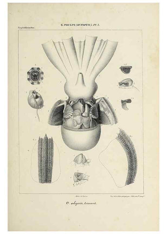 Reproducción/Reproduction 49434429888: Histoire naturelle, générale et particulière des céphalopodes acétabuifères viants, et fossiles :. Paris :Impr. de A. Lacour,1835-1848.. 