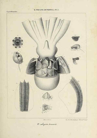 Reproducción/Reproduction 49434429888: Histoire naturelle, générale et particulière des céphalopodes acétabuifères viants, et fossiles :. Paris :Impr. de A. Lacour,1835-1848.. 