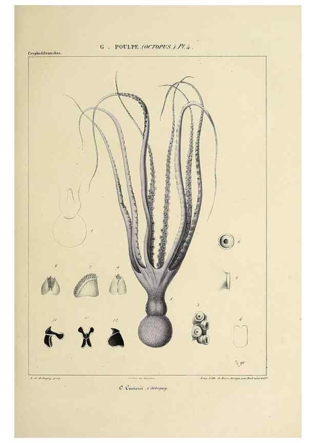 Reproducción/Reproduction 49435125892: Histoire naturelle, générale et particulière des céphalopodes acétabuifères viants, et fossiles :. Paris :Impr. de A. Lacour,1835-1848.. 