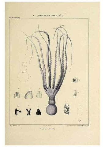 Reproducción/Reproduction 49435125892: Histoire naturelle, générale et particulière des céphalopodes acétabuifères viants, et fossiles :. Paris :Impr. de A. Lacour,1835-1848.. 