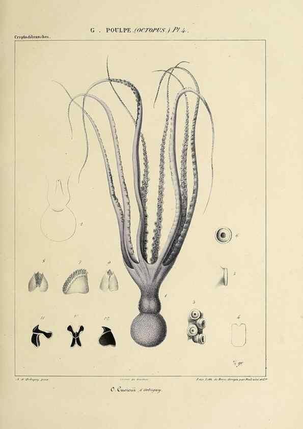 Reproducción/Reproduction 49435125892: Histoire naturelle, générale et particulière des céphalopodes acétabuifères viants, et fossiles :. Paris :Impr. de A. Lacour,1835-1848.. 