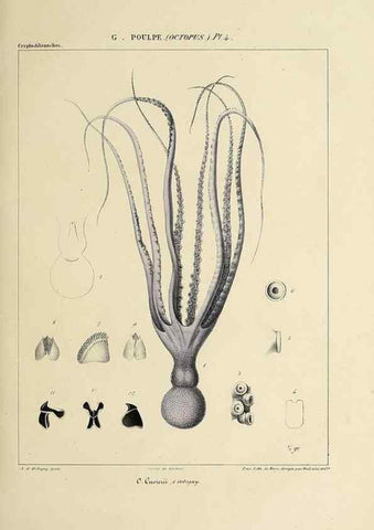 Reproducción/Reproduction 49435125892: Histoire naturelle, générale et particulière des céphalopodes acétabuifères viants, et fossiles :. Paris :Impr. de A. Lacour,1835-1848.. 