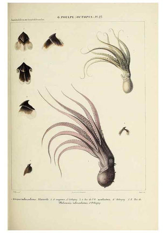 Reproducción/Reproduction 49434436983: Histoire naturelle, générale et particulière des céphalopodes acétabuifères viants, et fossiles :. Paris :Impr. de A. Lacour,1835-1848.. 