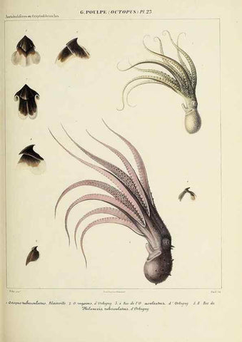 Reproducción/Reproduction 49434436983: Histoire naturelle, générale et particulière des céphalopodes acétabuifères viants, et fossiles :. Paris :Impr. de A. Lacour,1835-1848.. 
